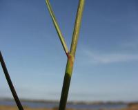 Spartina versicolor