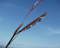 Spartina versicolor