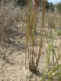 Spartina versicolor