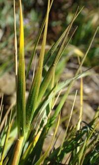 Spartina maritima