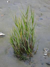 Spartina maritima