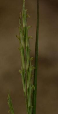 Spartina alterniflora