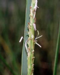 Spartina alterniflora