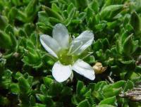 Arenaria moehringioides 