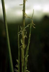 Spartina alterniflora