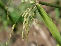 Leersia oryzoides