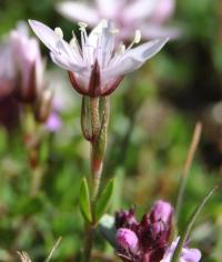 Arenaria purpurascens