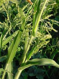 Panicum miliaceum