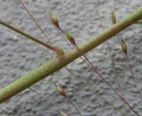 Panicum capillare