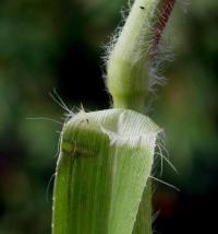 Panicum capillare