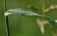 Echinochloa crus-gali