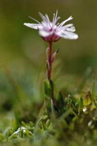 Arenaria purpurascens