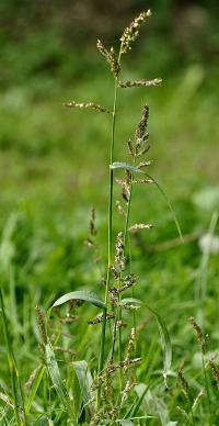 Echinochloa crus-gali