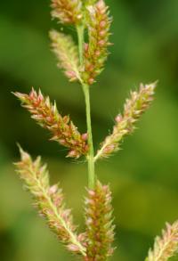 Echinochloa crus-gali