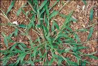 Digitaria sanguinalis