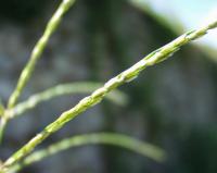 Digitaria sanguinalis