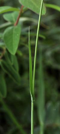 Paspalum dilatatum