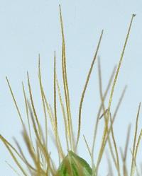 Setaria pumila