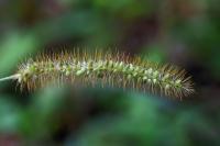 Setaria pumila