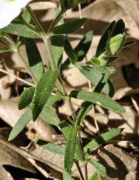 Arenaria montana subsp. montana