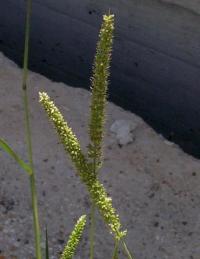 Setaria verticillata