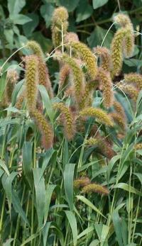 Setaria italica