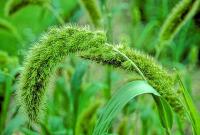 Setaria italica