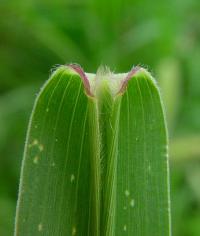 Setaria viridis