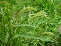 Setaria viridis