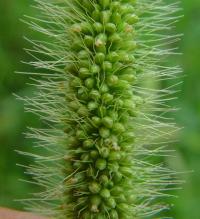 Setaria viridis