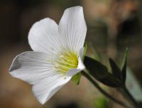 Arenaria montana subsp. montana