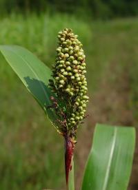 Sorghum bicolor