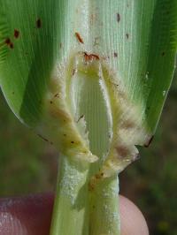 Sorghum bicolor