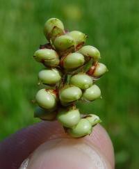 Sorghum bicolor