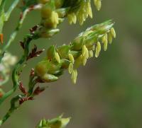 Sorghum bicolor