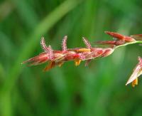 Sorghum halepense