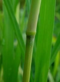 Sorghum halepense