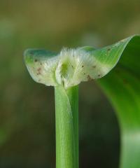 Sorghum halepense