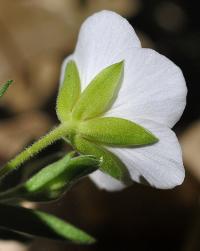 Arenaria montana subsp. montana