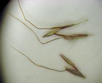 Dichantium ischaemum