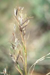 Hyparrhenia hirta subsp. villosa