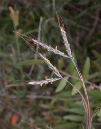 Hyparrhenia hirta subsp. villosa