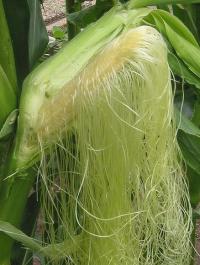 Zea mays