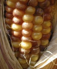 Zea mays