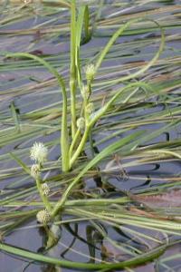 Sparganium angustifolium