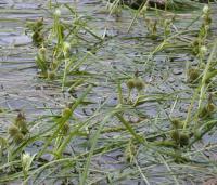 Sparganium angustifolium