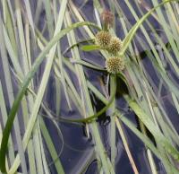 Sparganium angustifolium