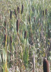 Typha latifolia