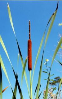 Typha latifolia