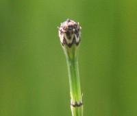 Equisetum variegatum